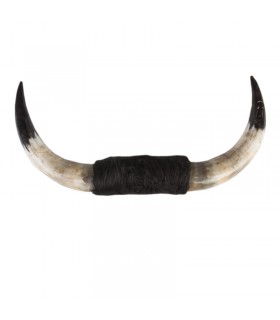 Authentic bull horns No. 2  - 1