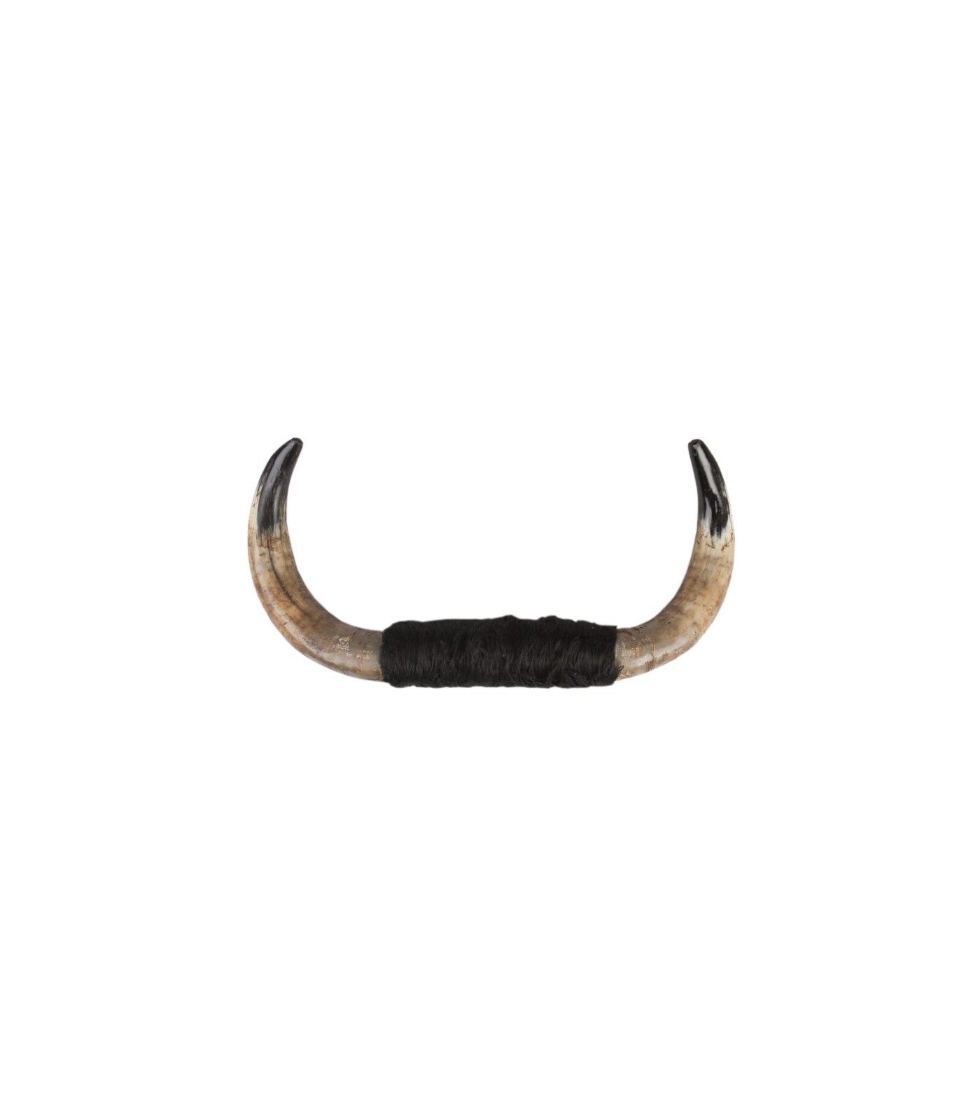 Authentic bull horns No. 3  - 1