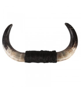 Authentic bull horns No. 4  - 1